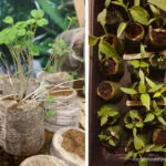 Sowing for change with CoirProducts.co.uk coircoins with biodegradable cover