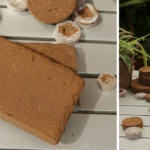 What to grow in your garden in Autumn