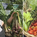 It’s incredibly satisfying harvesting something that you’ve nurtured from seed