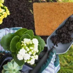 Growing plants with coco peat: dos and don’ts